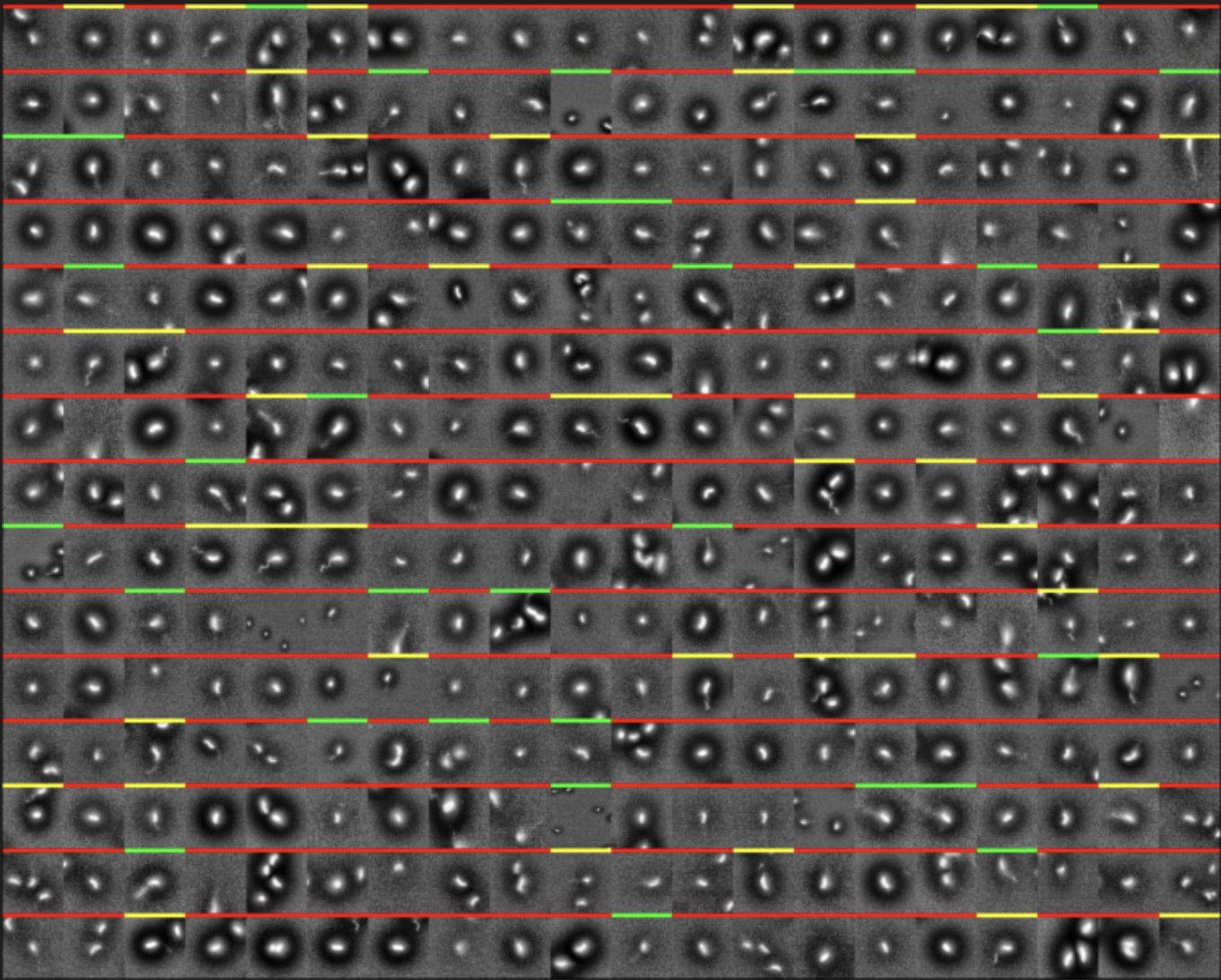 Flagellum mosaic
